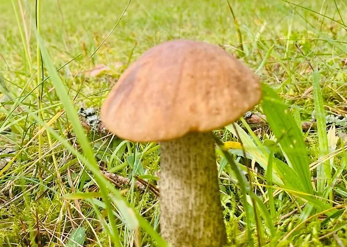 Semesterbostad Lesny Reset